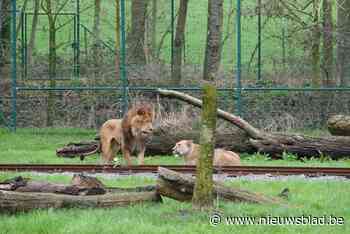 Antwerpse Zoo-fan begrijpt niet dat Nestor plots zo tekeer is gegaan: “Hij leek de rust zelve in Bellewaerde”