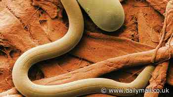 Scientists discover new species in Utah's Great Salt Lake that changes what we know about the 950-square-mile body of water