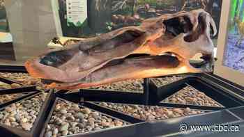 What to do if you find a fossil in Alberta