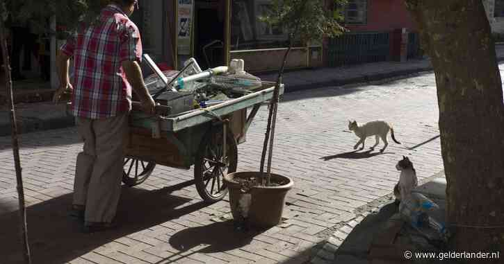 Turkije in de ban van moord op zwerfkat Eros: dader opnieuw berecht na ‘nachtelijk telefoontje’ Erdogan