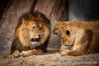 Nestor lijkt trouw aan één vrouw, leeuwenkoning joeg al twee vrouwen weg