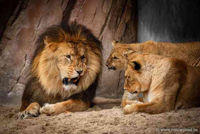 Leeuw Nestor lijkt trouw aan één vrouw: voor dodelijk incident joeg hij al twee leeuwinnen weg in Antwerpen