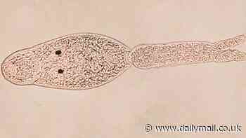 Dog-killing worms found in California for the first time: Scientists discover hundreds of snails in Colorado River harboring the parasite that has killed at least one pet