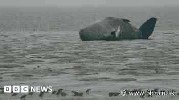 Public warned accessing dead whales is 'dangerous'