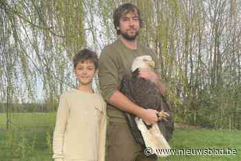 Met zijn handen vangt Jasper (34) beruchte zeearend die hem al maanden lastigvalt: “Hij werd verliefd op mijn vrouwtje”