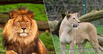 Drama in Belgisch dierenpark: leeuw Nestor bijt leeuwin Maya dood bij eerste kennismaking