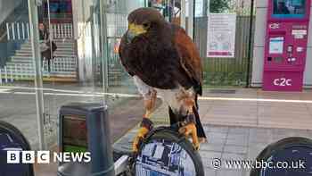 Hawk aims to tackle 'nuisance pigeons' at station
