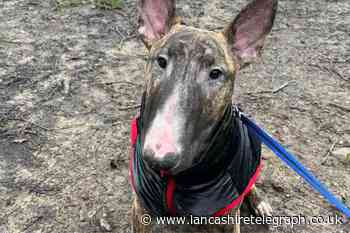 Puppy died after being sent home from Blackburn vets