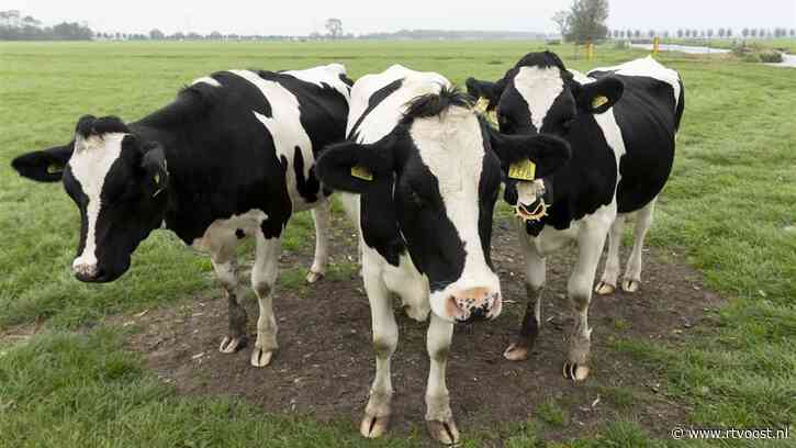Onderzoek mysterieuze sterfte 23 koeien afgesloten