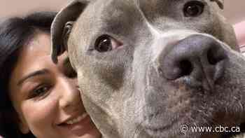 Rocco the dog to be returned to late owner's family after Ontario judge rejects girlfriend's stay request