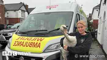 Animal rescue charity's plea after ambulance fails