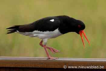Vrijwilligers willen ‘nationale pechvogel’ helpen overleven in Gentse haven