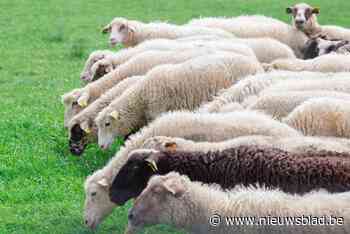 Pidpa zet volgende maand ‘pop-upschapen’ in aan Het Klooster en Tuimelaar
