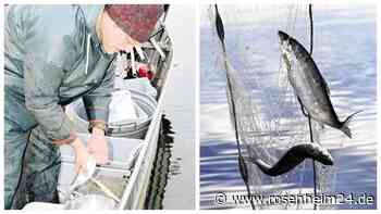 Luxusgut Renke? So schätzen Gourmet-Restaurants und Fischer die Lage am Chiemsee ein