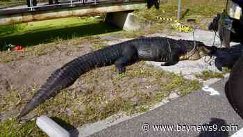 Medical Examiner: Largo area woman killed by large gator, not foul play