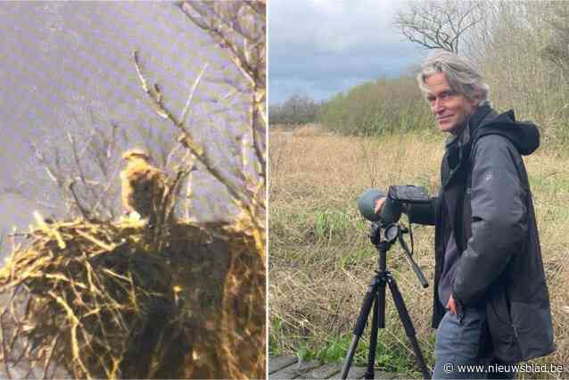 Koppel zeearenden is beginnen broeden: “Een primeur voor ons land”