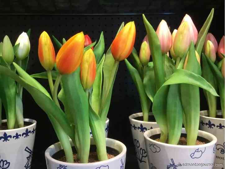 GROWING THINGS: Coaxing tulip blooms