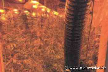 Cannabisplantage aangetroffen in Wuustwezel: man (27) aangehouden