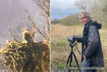 Zeearenden Paul en Betty zijn beginnen broeden: “Een primeur in België, het was vrij acrobatisch”