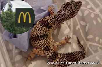 Leopard gecko found scaling bin outside Finchley McDonald's