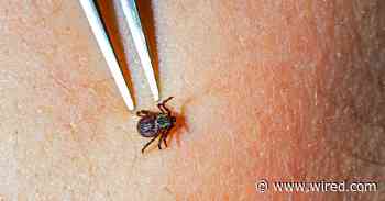 A Pill That Kills Ticks Is a Promising New Weapon Against Lyme Disease