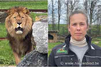 Leeuwendrama zindert na in Bellewaerde: “Het zien gebeuren en niks kunnen doen, is verschrikkelijk”