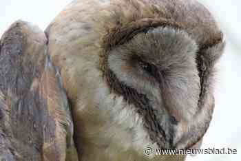 Natuurpunt Lennik wil uilen spotten tijdens familiewandeling