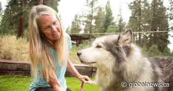 Toronto dog DNA testing company IDs woman as 40% Alaskan Malamute