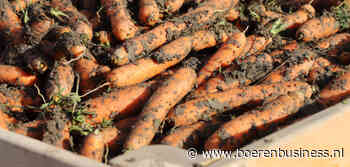 Paaspremie topkwaliteit peen op een brede markt