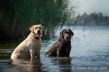 Waterborne Parasite That Can Kill Dogs Is Spreading to U.S. West