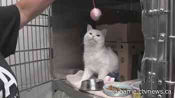 Petsmart celebrates Furry Friends' adoption weekend