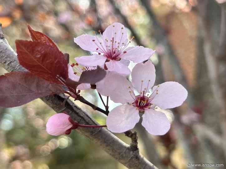 Photos: Cherry blossoms are blooming around Arlington