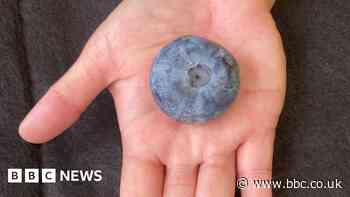 Australian farm grows world's biggest blueberry