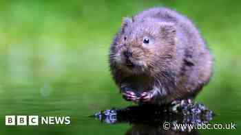 Water voles to benefit from £25m landscapes scheme