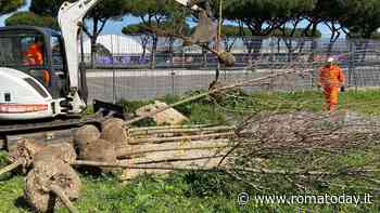 Il municipio V pianta 78 nuovi alberi nel parco di via Anagni e a Casale Rosso
