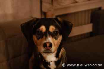 Hond Milo is terug in De Zorghoeve en moet opnieuw op zoek naar baasje