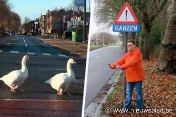 “Rode lichten durven ze wel eens negeren, maar ze volgen vaak keurig het zebrapad”: hoffelijke ganzenfamilie charmeert hele gemeente