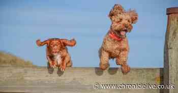Northumberland teenager wins RSPCA photography competition with pictures of her dogs