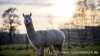 Alpaka in Übersee gerissen - war es ein Wolf?