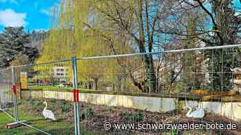 Schwanennachwuchs in Calw: Bitte Abstand halten!