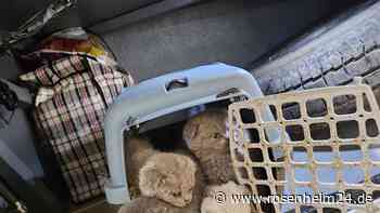 Lautes Miauen aus dem Kofferraum: 18 süße Katzenbabys bei Kontrolle in Bayern gefunden