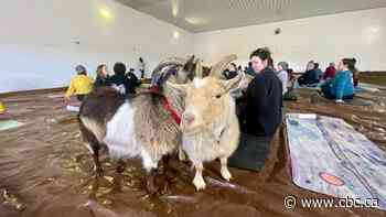 Goat yoga takes downward dog to another level