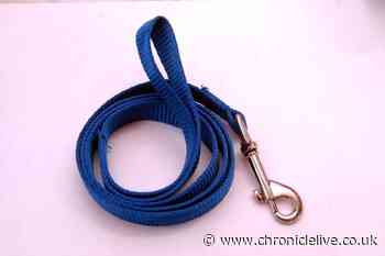 Experts explain if pet insurance can actually help if your cat or dog go missing