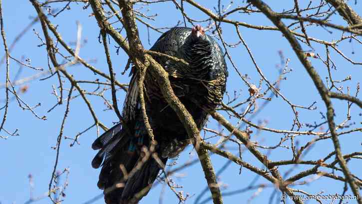 Kalkoen verscheen op mysterieuze wijze in een boom, eigenaar is terecht