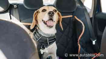 The best car dog seats of 2024