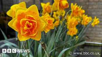 Daffodil weekend honours Betty Boothroyd