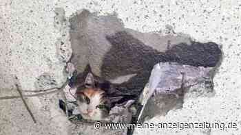 Mit Bohrer: Feuerwehr rettet Katze aus schmalem Spalt