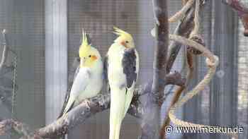 Nach über 30 Jahren: Seltene Vögel müssen umziehen - Ihre bisherige Heimat wird abgerissen