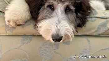 „Bad Haircut“: Frau bringt Hund zum Friseur – der erkennt sich im Spiegel nicht wieder