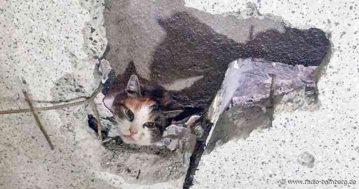 Mit Bohrer: Feuerwehr rettet Katze aus schmalem Spalt